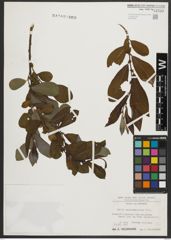 Foto von Salix appendiculata Vill.